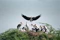 Ã Â¤Â­Ã Â¤Â°Ã Â¤Â¤Ã Â¤ÂªÃ Â¥ÂÃ Â¤Â°,Ã Â¤Â°Ã Â¤Â¾Ã Â¤ÅÃ Â¤Â¸Ã Â¥ÂÃ Â¤Â¥Ã Â¤Â¾Ã Â¤Â¨, Ã Â¤Â­Ã Â¤Â¾Ã Â¤Â°Ã Â¤Â¤? Bird group on tree, Keoladeo sanctuary, Bharatpur, Rajasthan, India